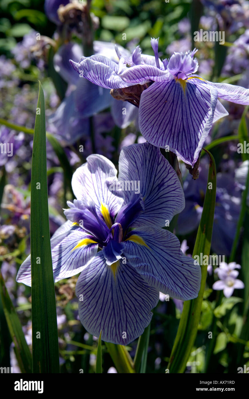 Iris Esata "Pin Stripe' Foto Stock