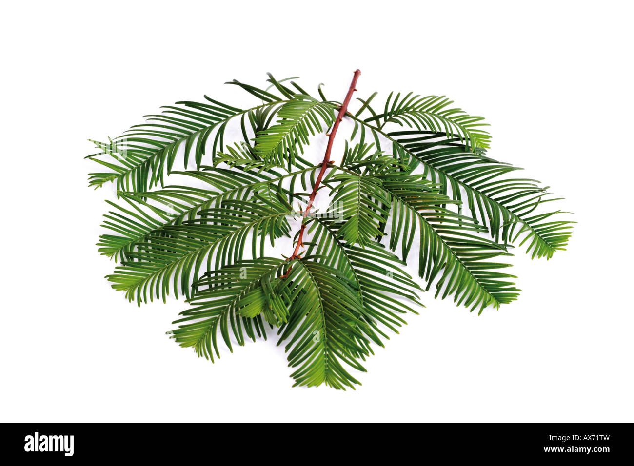 Yew ramoscello (Taxus baccata) Foto Stock