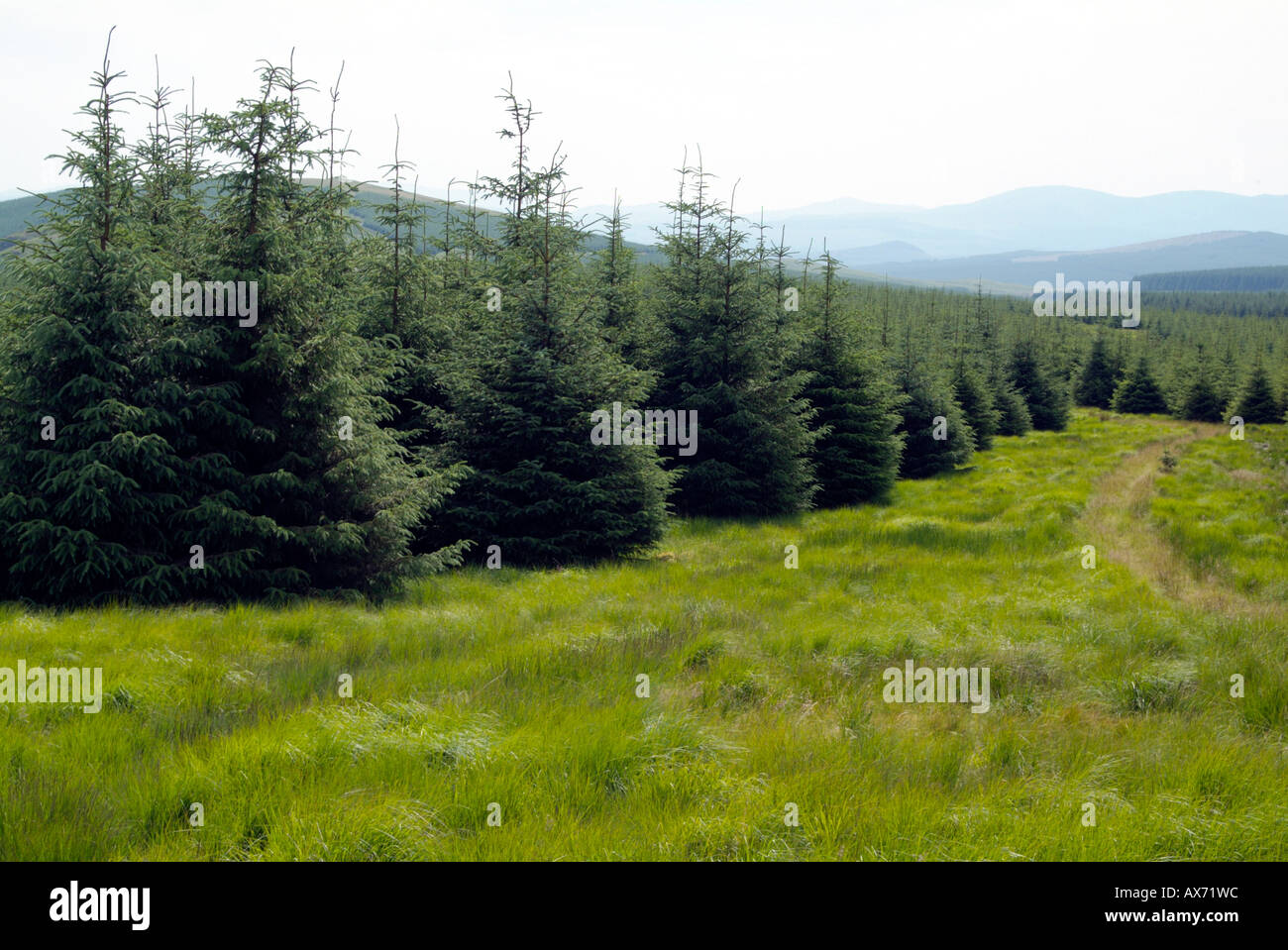 Scottish fir tree plantation accanto al sentiero e lontane colline vicino a spalla di Corlae di Galloway. Foto Stock