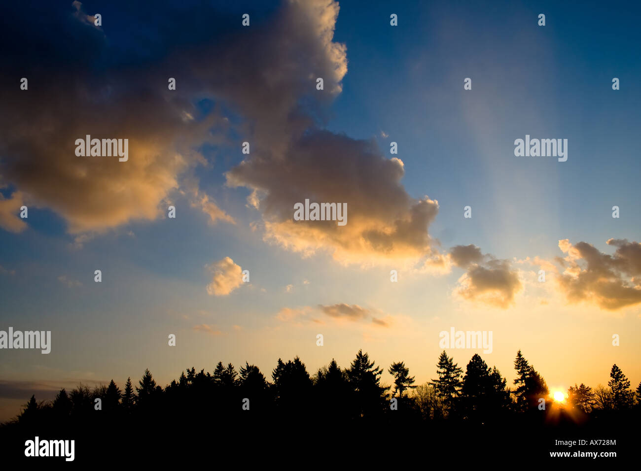 Tramonto dorato con vibranti raggi di luce che si infrangono tra le nuvole, stagliato da una linea di alberi sempreverdi contro un cielo blu sereno. Foto Stock