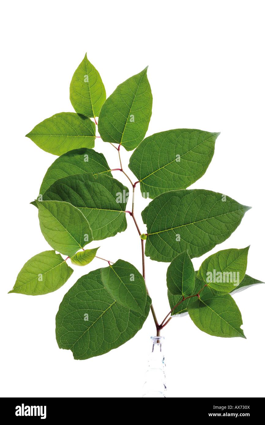 Foglie di knotweed giapponese (Fallopia japanica) Foto Stock