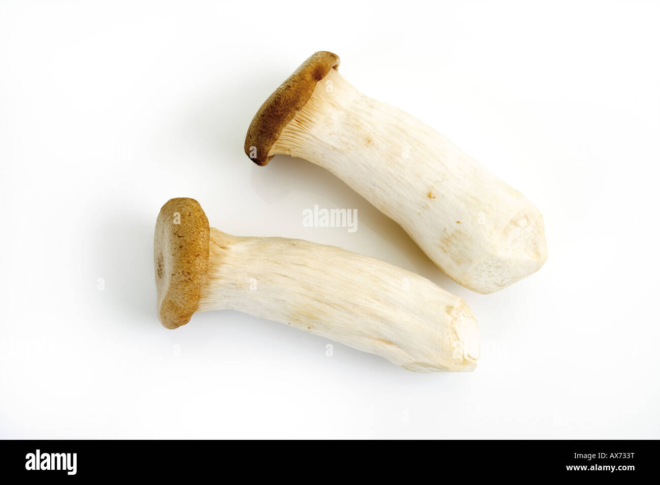Re tromba (funghi Pleurotus eryngii) Foto Stock