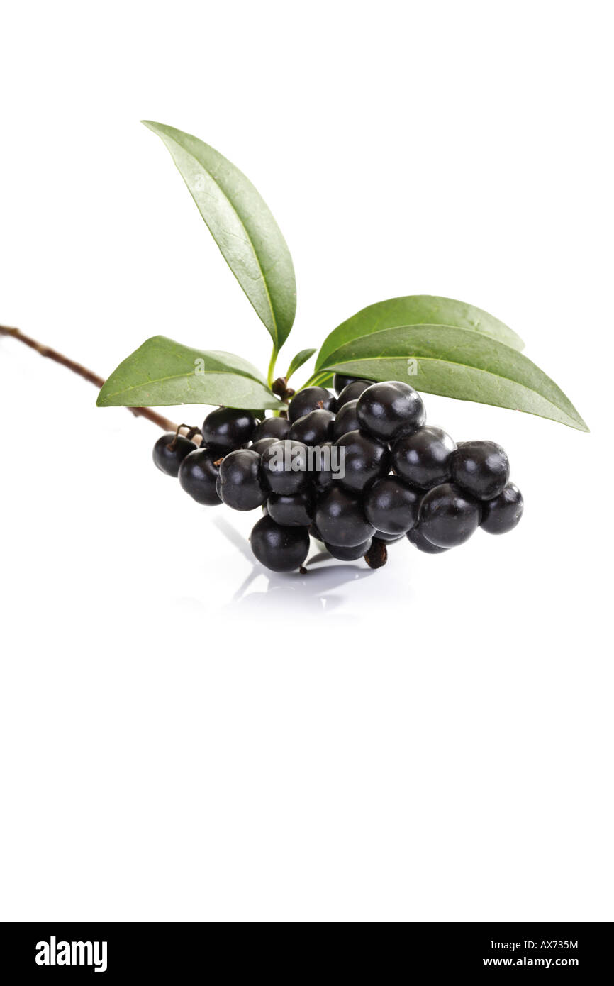 Ligustro (Ligustrum) Foto Stock