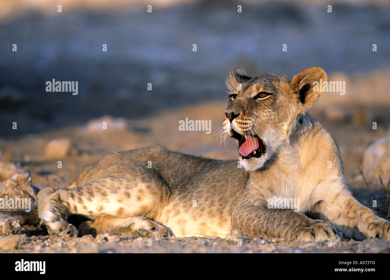 Lion cub Panthera leo Kgalagadi Parco transfrontaliero in Sud Africa Foto Stock