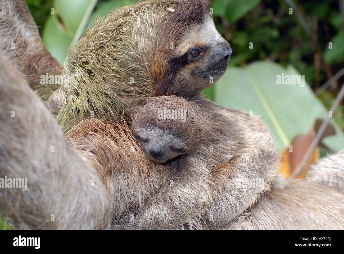 La madre e il bambino bradipo nelle giungle di Panama. Tre dita bradipo Foto Stock