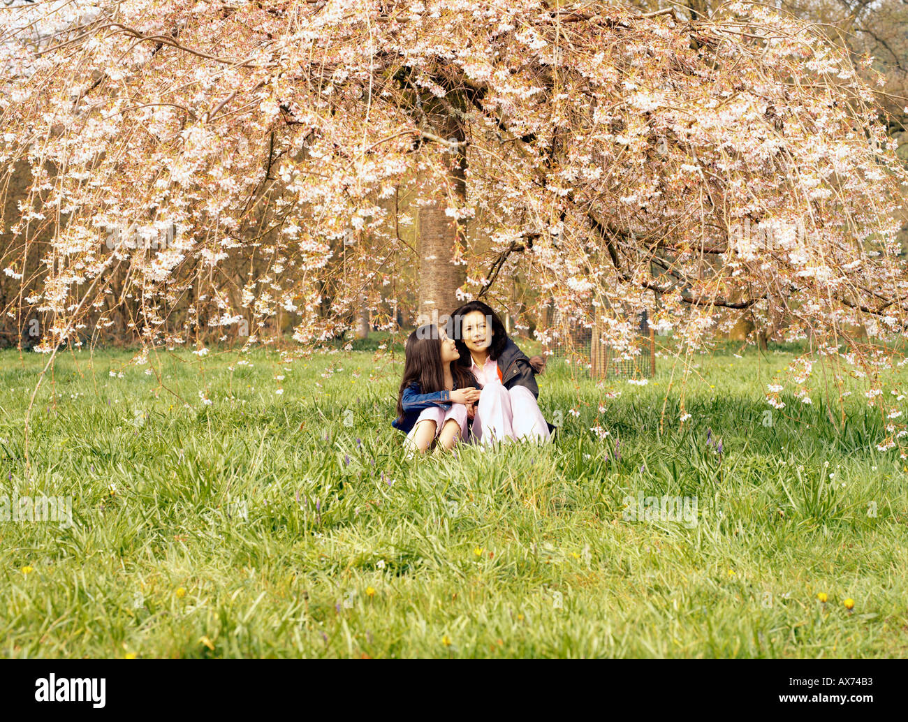 Madre e figlia sat sotto un albero ciliegio in depurato Foto Stock