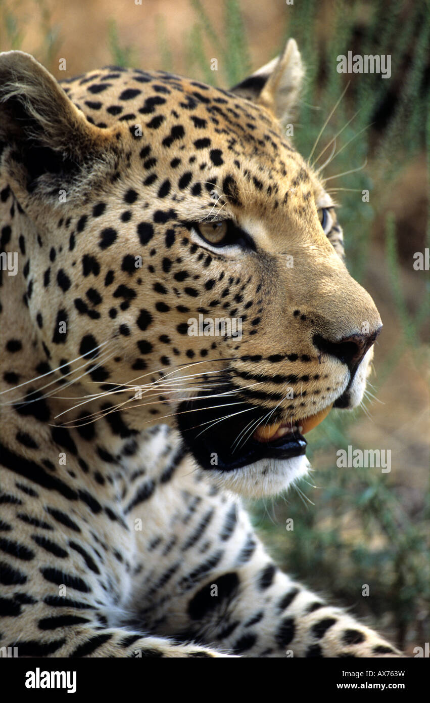 Maschio di leopard Panthera pardus Fondazione AfriCat presso l'Okonjima lodge Otjiwarongo Namibia Foto Stock