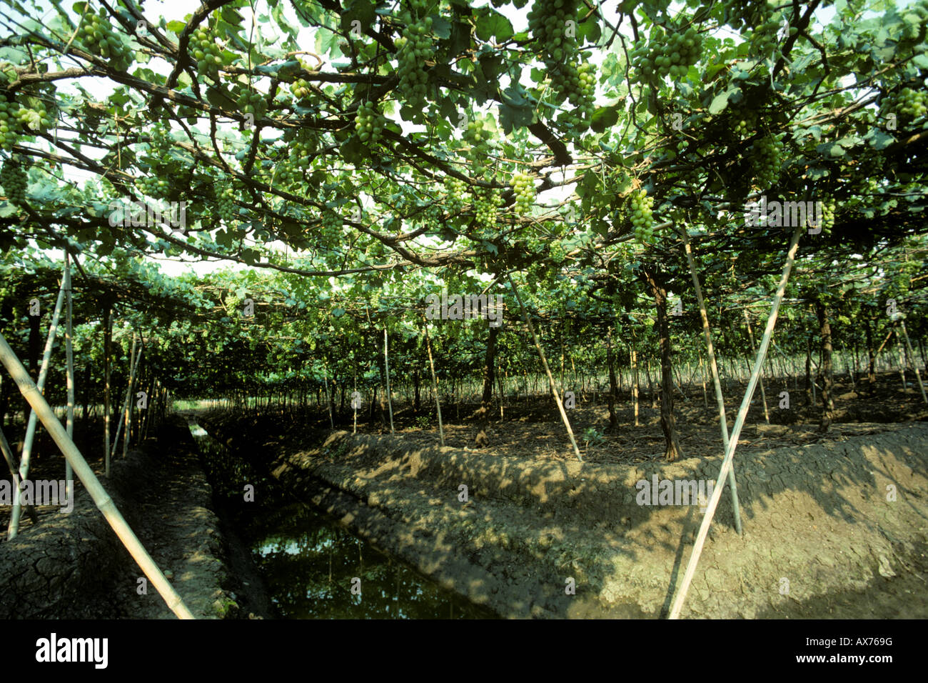 Vitigni coltivati su graticci sul letto sollevata su canali di irrigazione della Thailandia Foto Stock