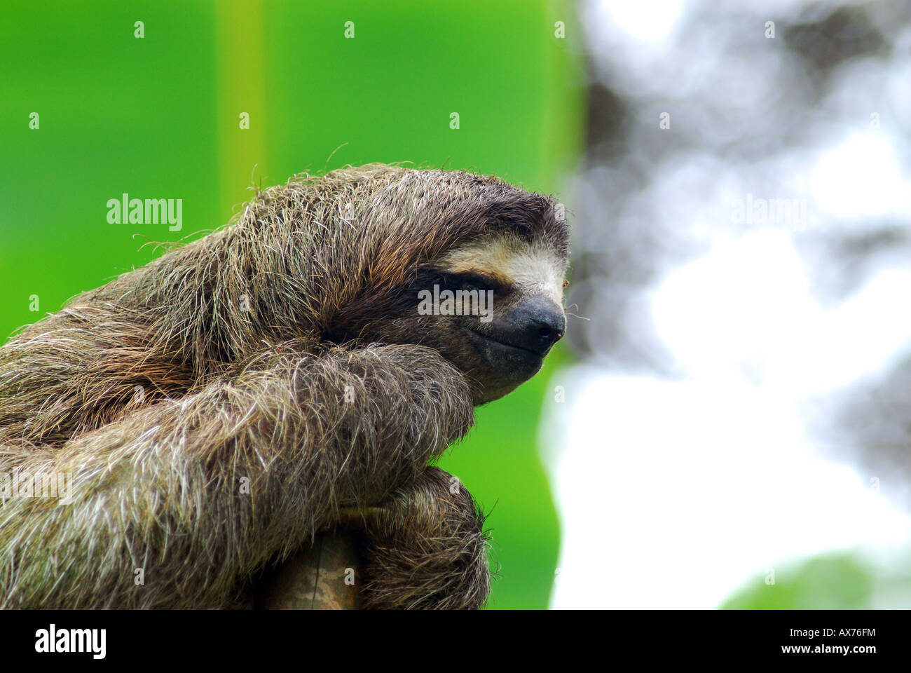 Bradipo nelle giungle di Panama. Tre dita bradipo Foto Stock
