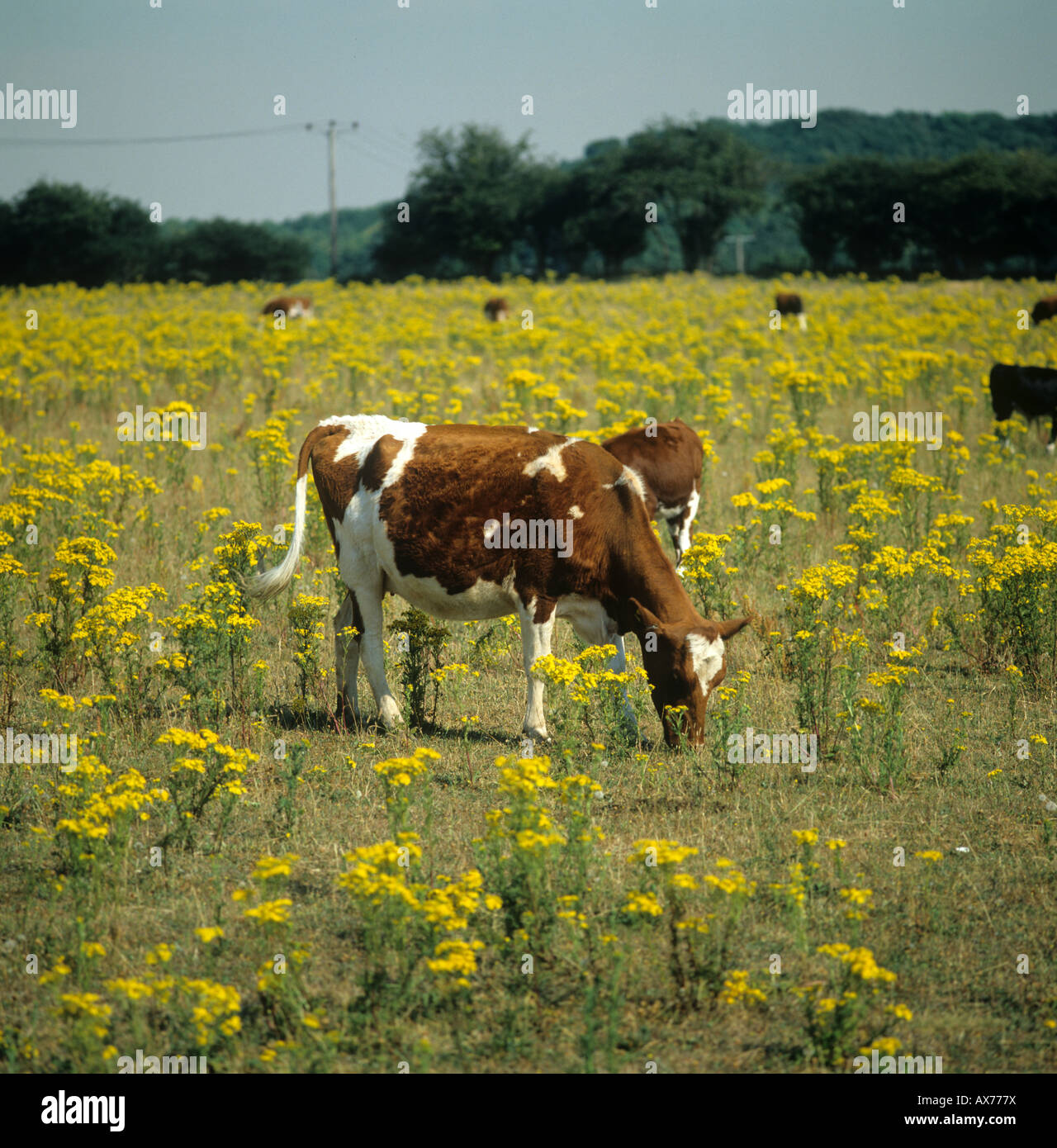 Il pascolo di bestiame su pascolo tra densamente fioritura erba tossica jacobaea vulgaris Foto Stock