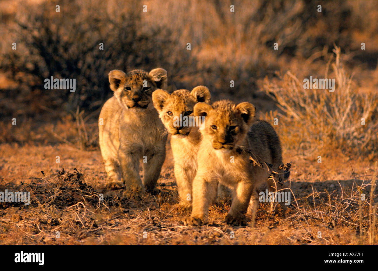 Tre cuccioli di Leone Panthera leo in Kgalagadi Parco transfrontaliero in Sud Africa Foto Stock