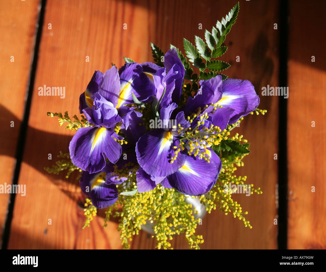 Iris e Mimosa Foto Stock