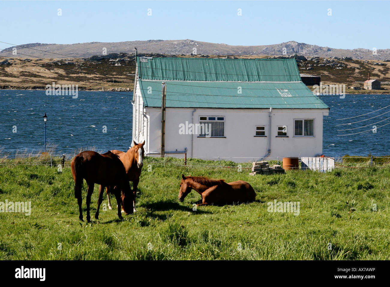 I cavalli in un cortile a Port Stanley nelle isole Falkland Foto Stock