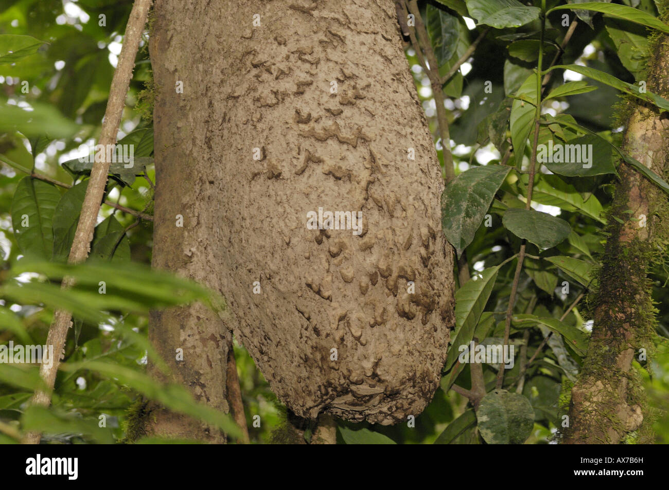 Termite nest Rio Napo fiume in Amazzonia foresta di pioggia nei pressi di Ahuano Mishuallí Ecuador Foto Stock