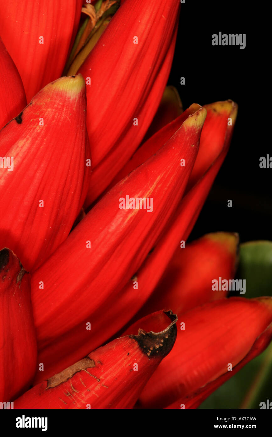 Heliconia rosso, Volcan Baru national park, Chiriqui provincia, Repubblica di Panama. Foto Stock