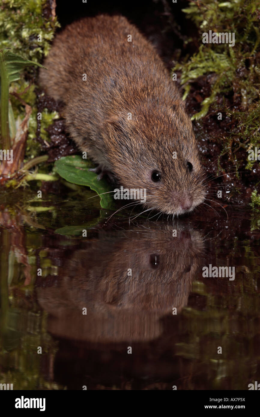 Campo Vole o breve Tailed Vole Microtus agrestis da acqua con riflessione Potton Bedfordshire Foto Stock