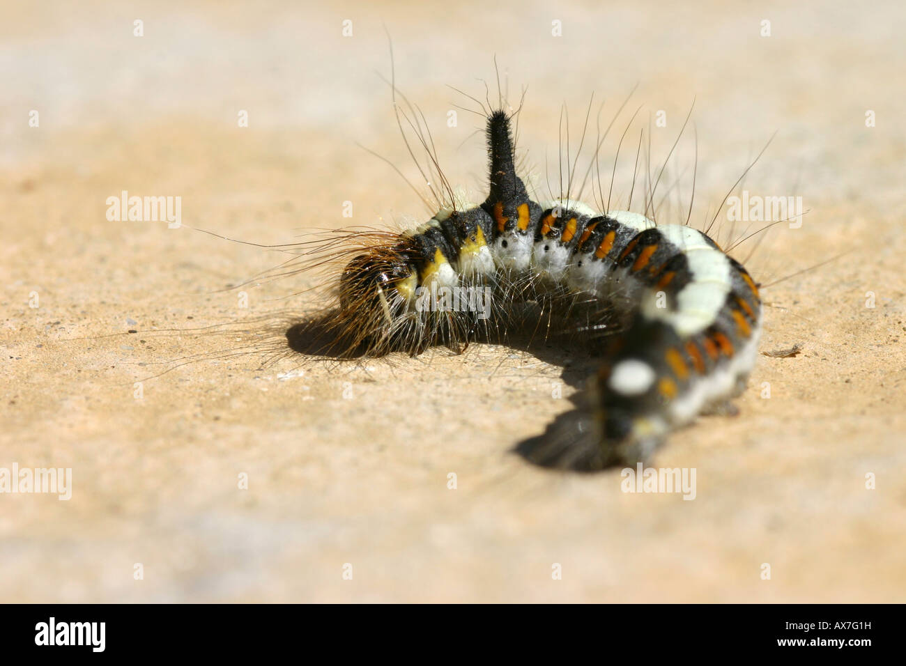 Cornuto Caterpillar Foto Stock