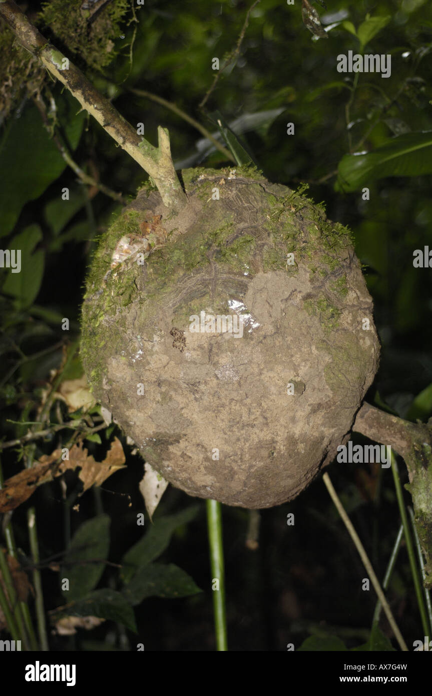 Termite nest Rio Napo fiume in Amazzonia foresta di pioggia nei pressi di Ahuano Mishuallí Ecuador Foto Stock
