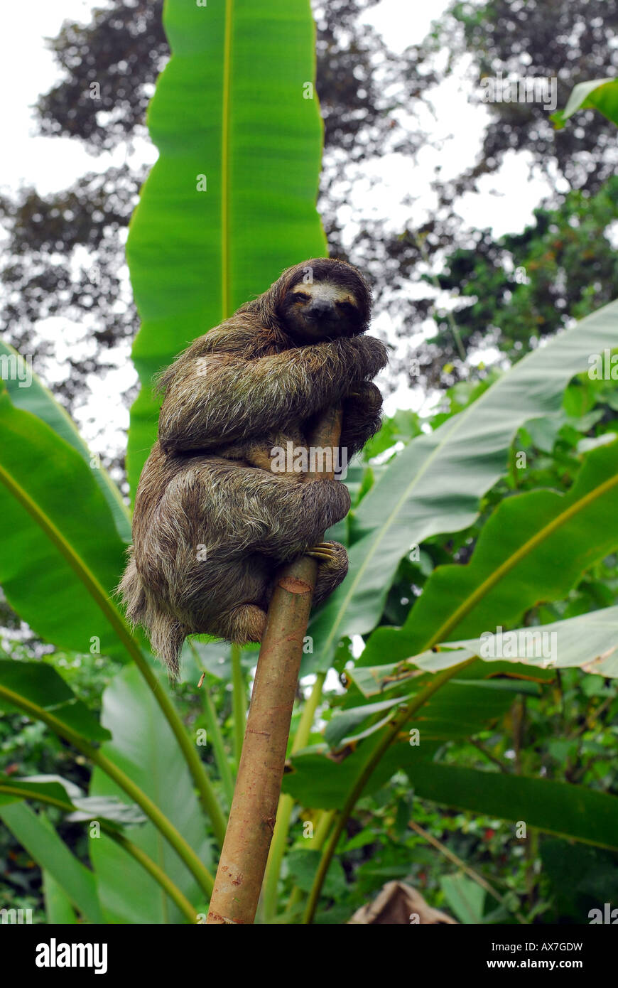Bradipo nelle giungle di Panama. Tre dita bradipo Foto Stock