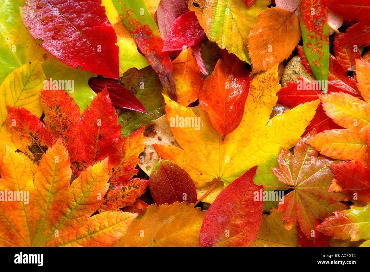 Close-up di vite foglie di acero Foto Stock