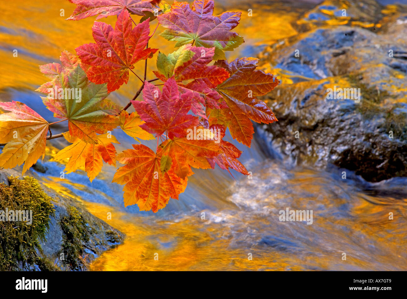 Close-up di vite foglie di acero, Skokomish River, il Parco Nazionale di Olympic, Washington, Stati Uniti d'America Foto Stock
