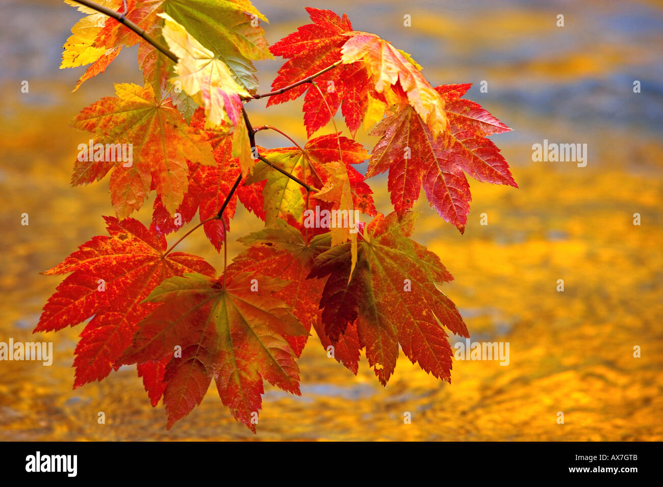 Close-up di vite foglie di acero, Skokomish River, il Parco Nazionale di Olympic, Washington, Stati Uniti d'America Foto Stock