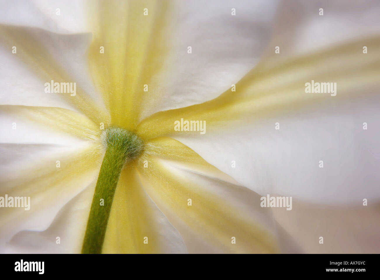 Close-up di un clematide bianco Foto Stock