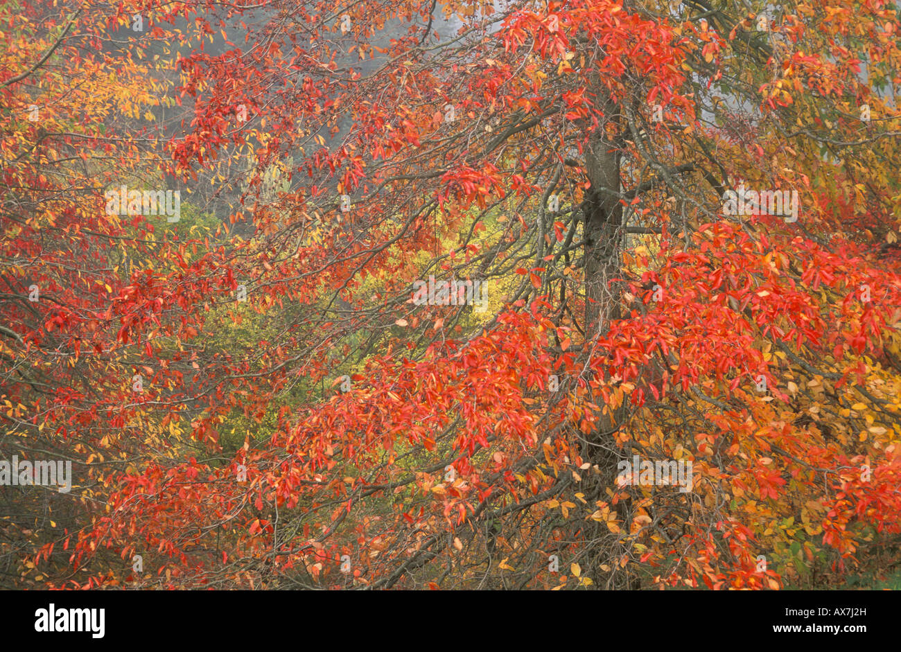 Alberi in Autunno a colori lungo Wildwood Trail Washington Park Portland Oregon USA Foto Stock