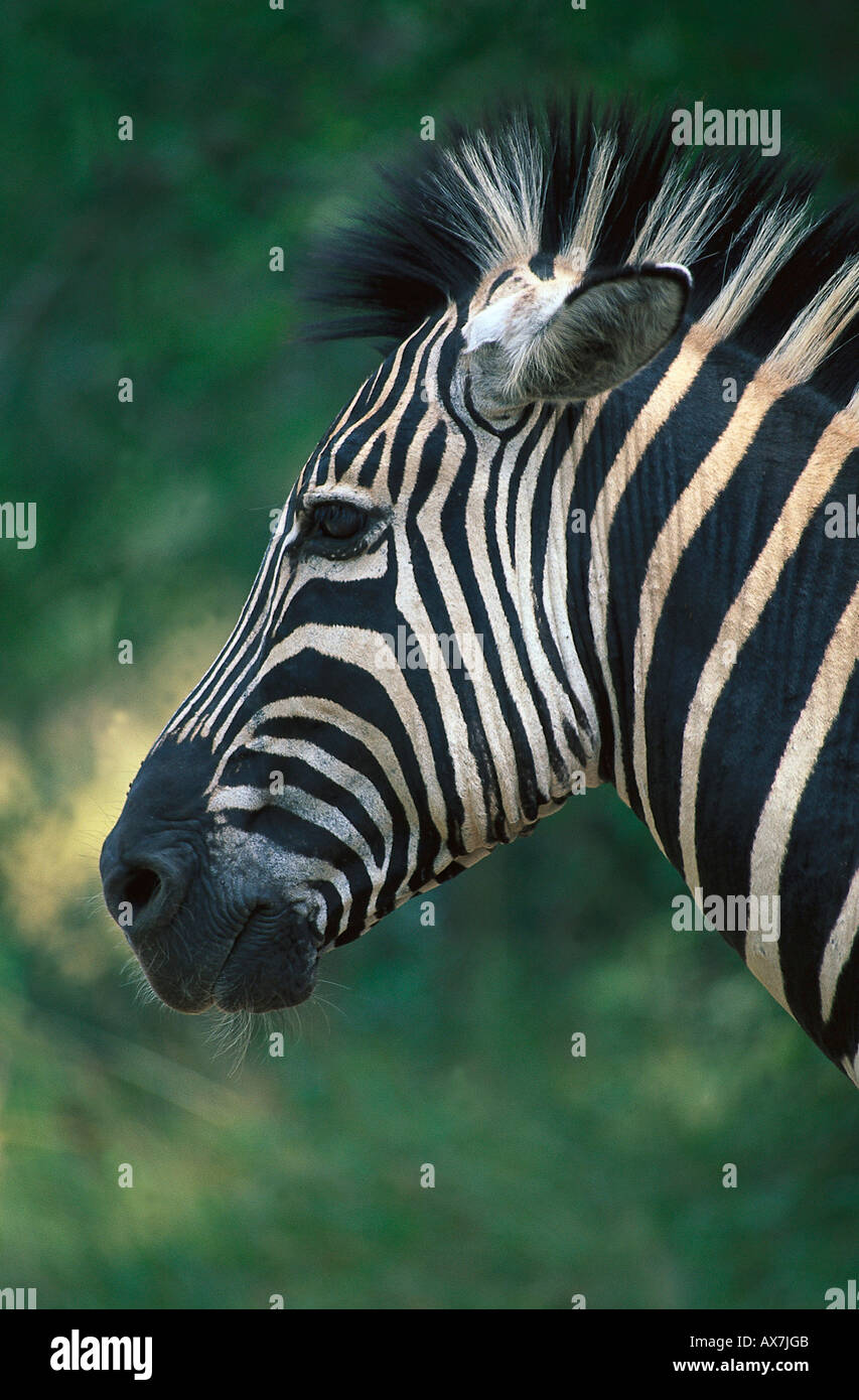 Zebra, Hluhluwe Umfolozi NP, Fiume Umfolozi Suedafrika Foto Stock