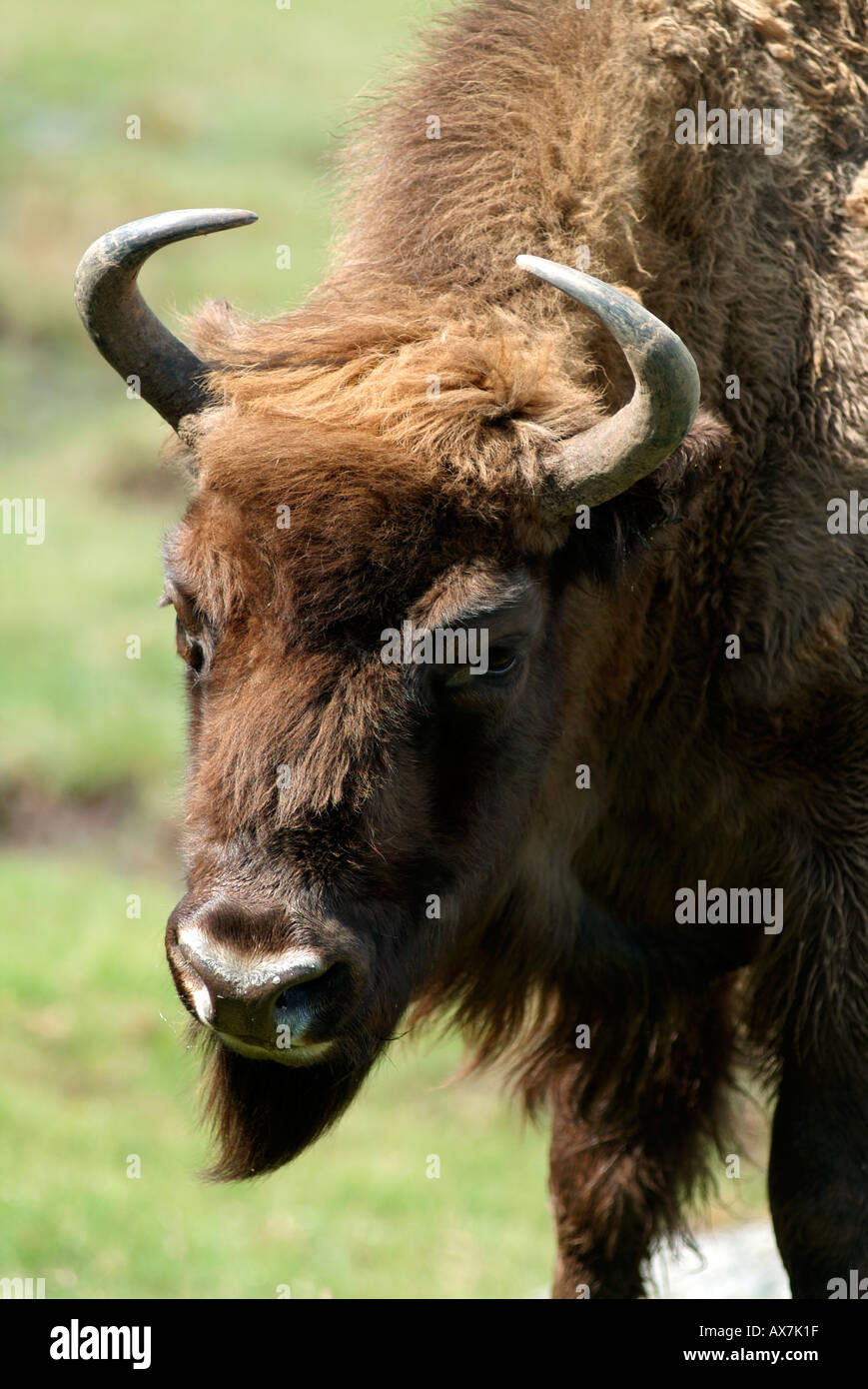 Il bisonte europeo Highland Wildlife Park Kincraig Scozia a Kingussie Foto Stock