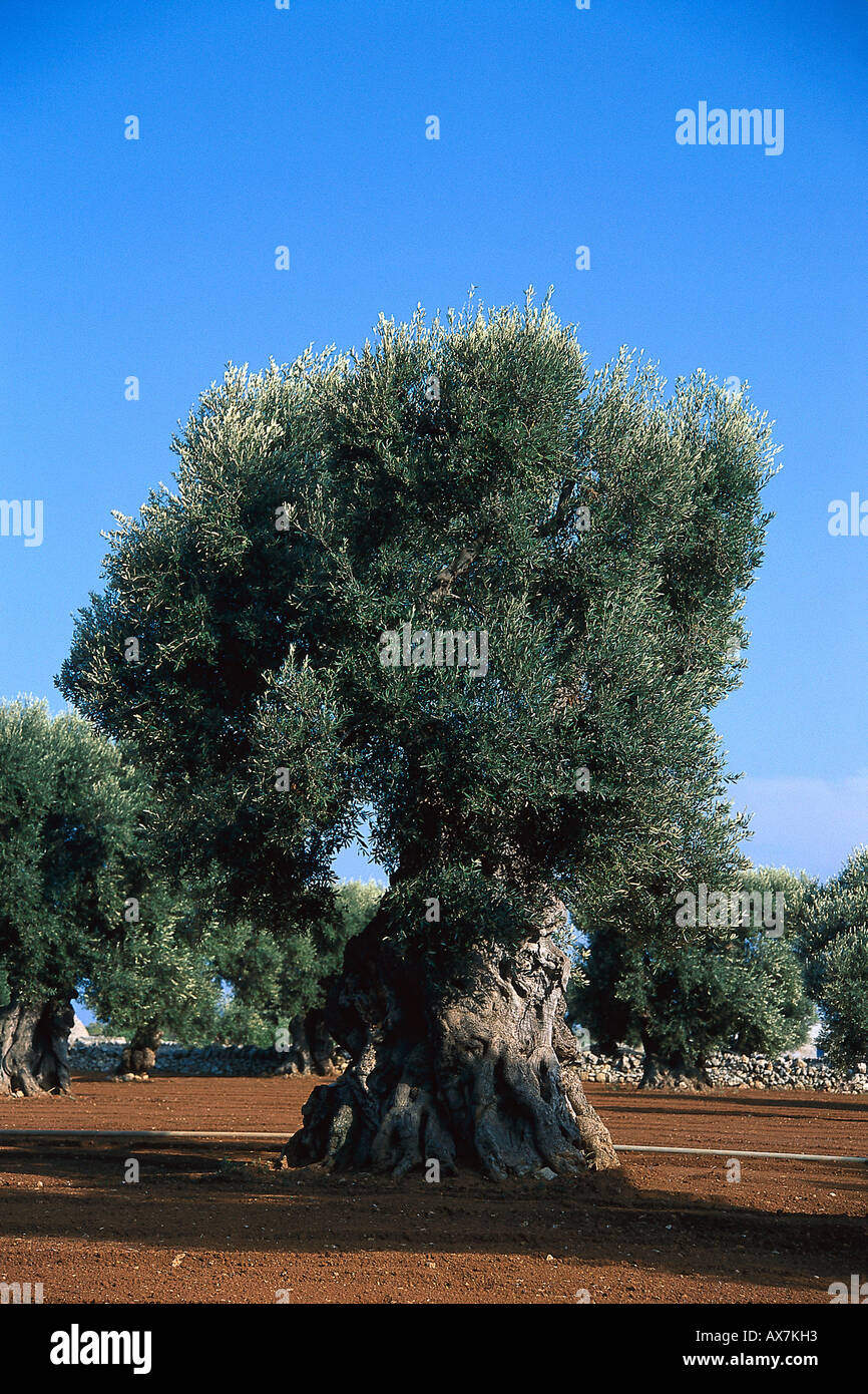 Alberi di olivo nella luce del sole, Puglia, Italia, Europa Foto Stock