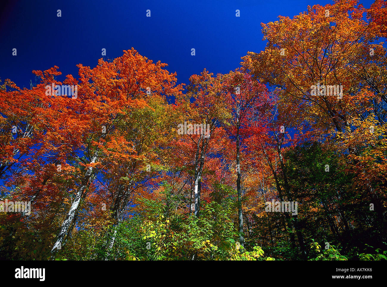 Alberi autunnali sotto il cielo blu, New England, Stati Uniti d'America, America Foto Stock