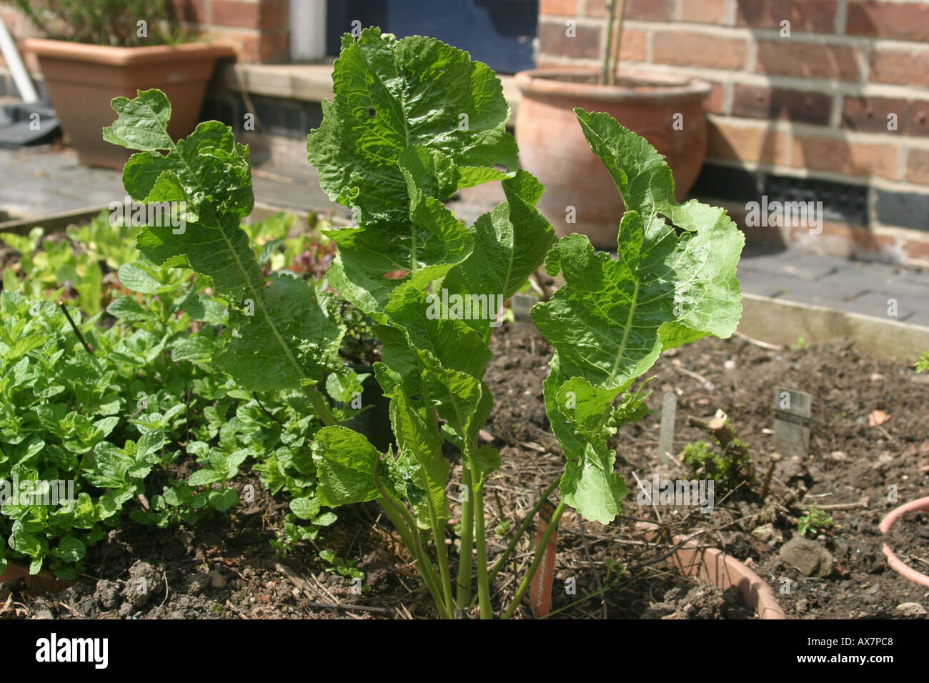 Perossidasi di Armoracia rusticana è un ardito perenne della grande taproot è realizzato in una piccante salsa per accompagnare il cibo Foto Stock