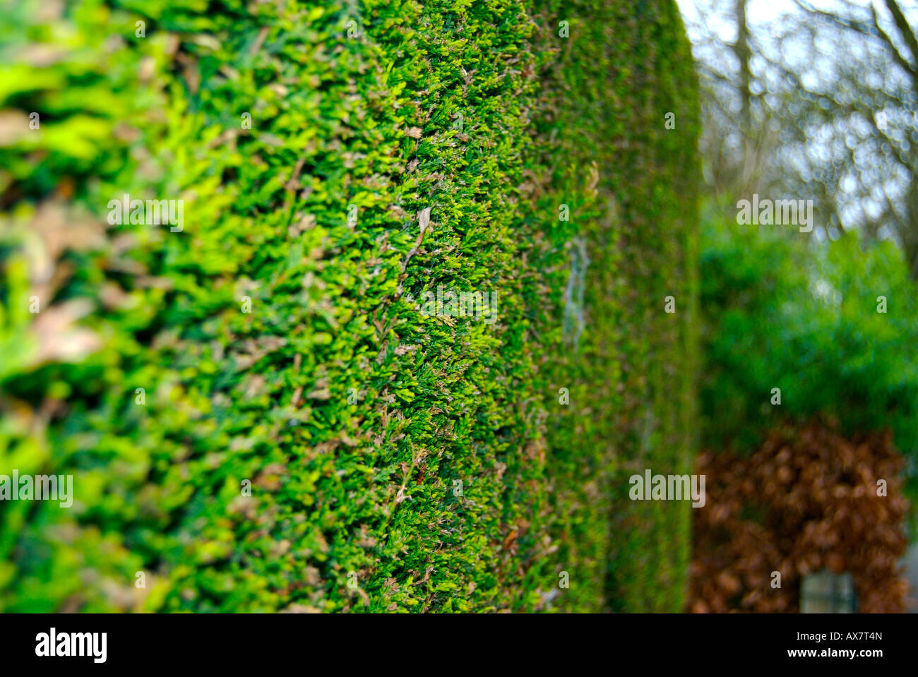 giardino siepe Foto Stock