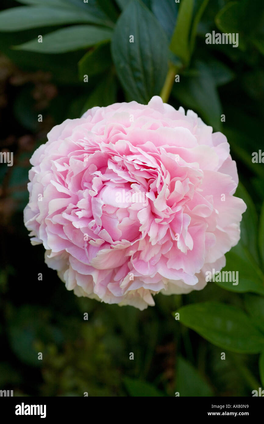 Peonia fiore rosa luminoso magenta Foto Stock