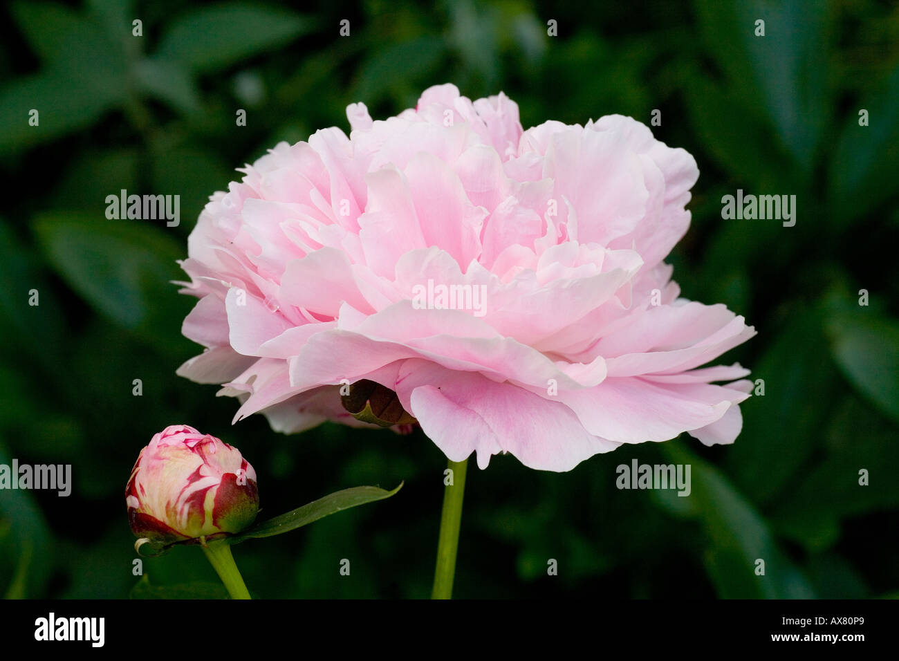 Peonia fiore rosa luminoso magenta Foto Stock