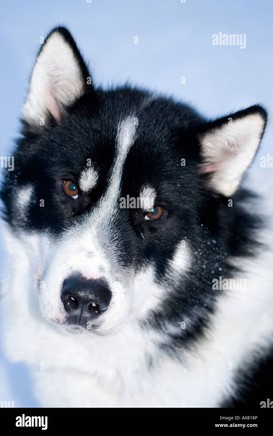 Pompa groenlandese sled dog danese Forze Speciali cane Sirius Patrol a nord est della Groenlandia. Husky Foto Stock