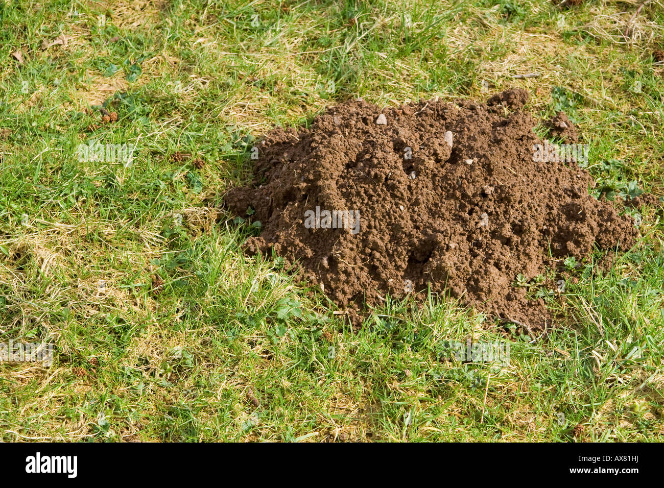 Collina di talpa, UK. Foto Stock