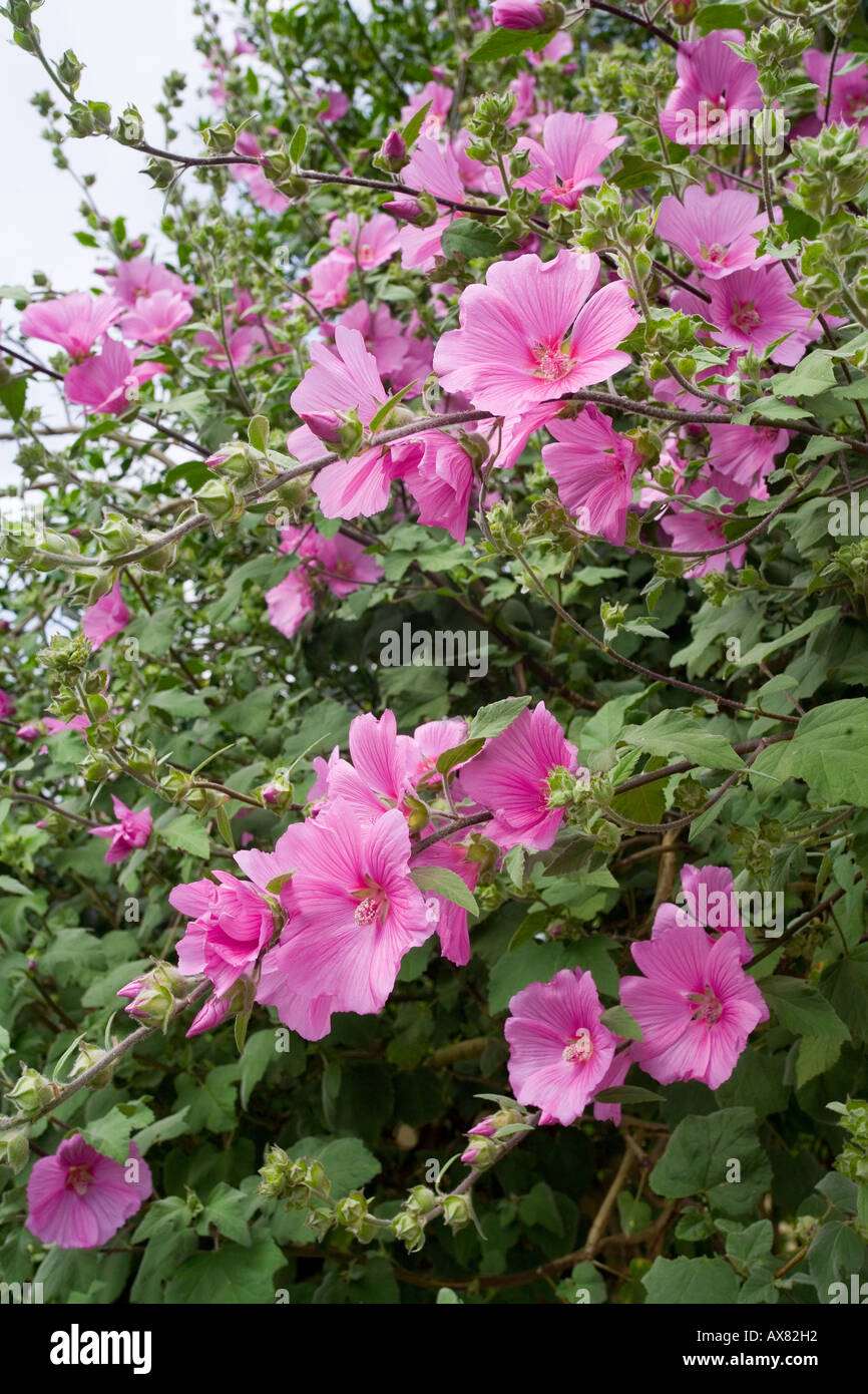 Fiori di mallow in fiore, fiori di mallow comune, Malva sylvestris Foto Stock