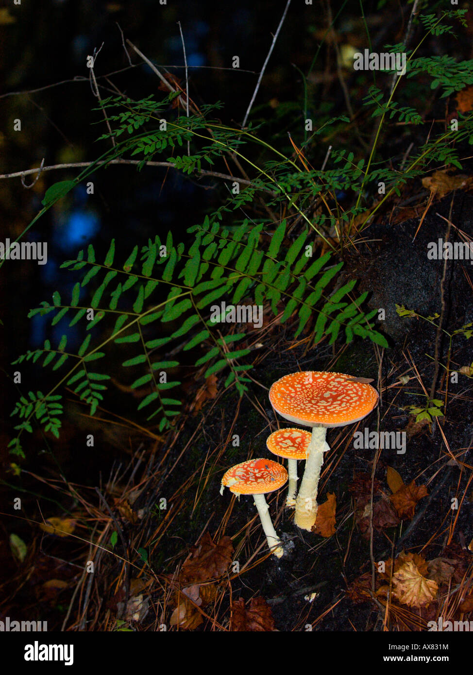 Amanita muscaria funghi a fianco di una dolina in Wakulla Springs State Foresta, Vicino Tallahassee Florida. Foto Stock