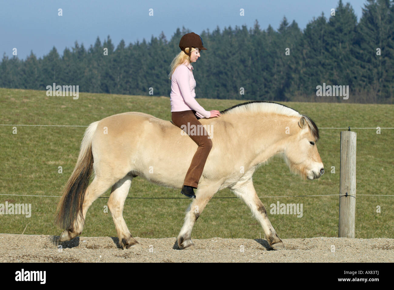 Sella Da Dressage Sintetica Winner | Selleria Tombini