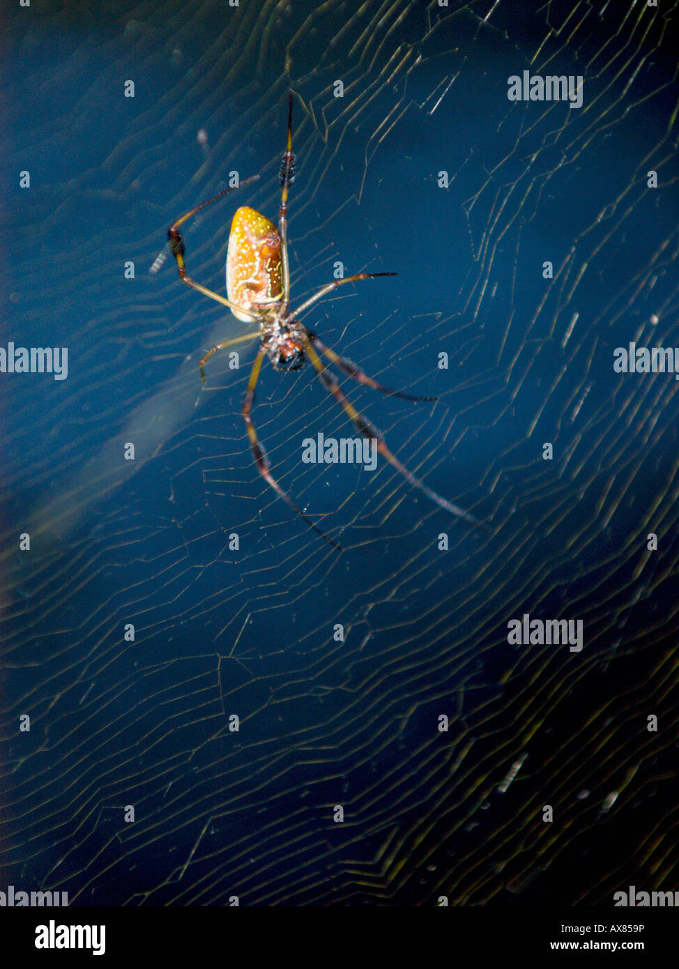 Banana Spider nella sua web. Foto Stock