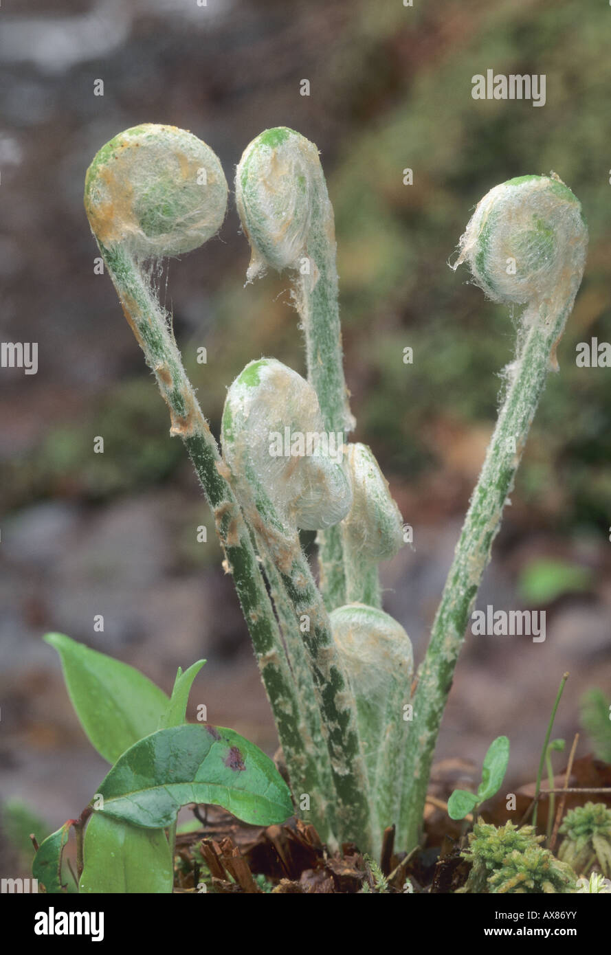 La cannella, felce Osmunda cinnamomea Foto Stock