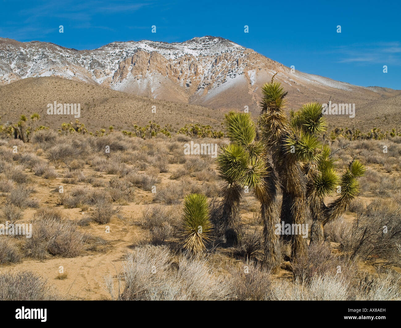 Alberi di Joshua (Yucca brevifolia) Isabella Walker Pass Road Highway 178 California USA Foto Stock