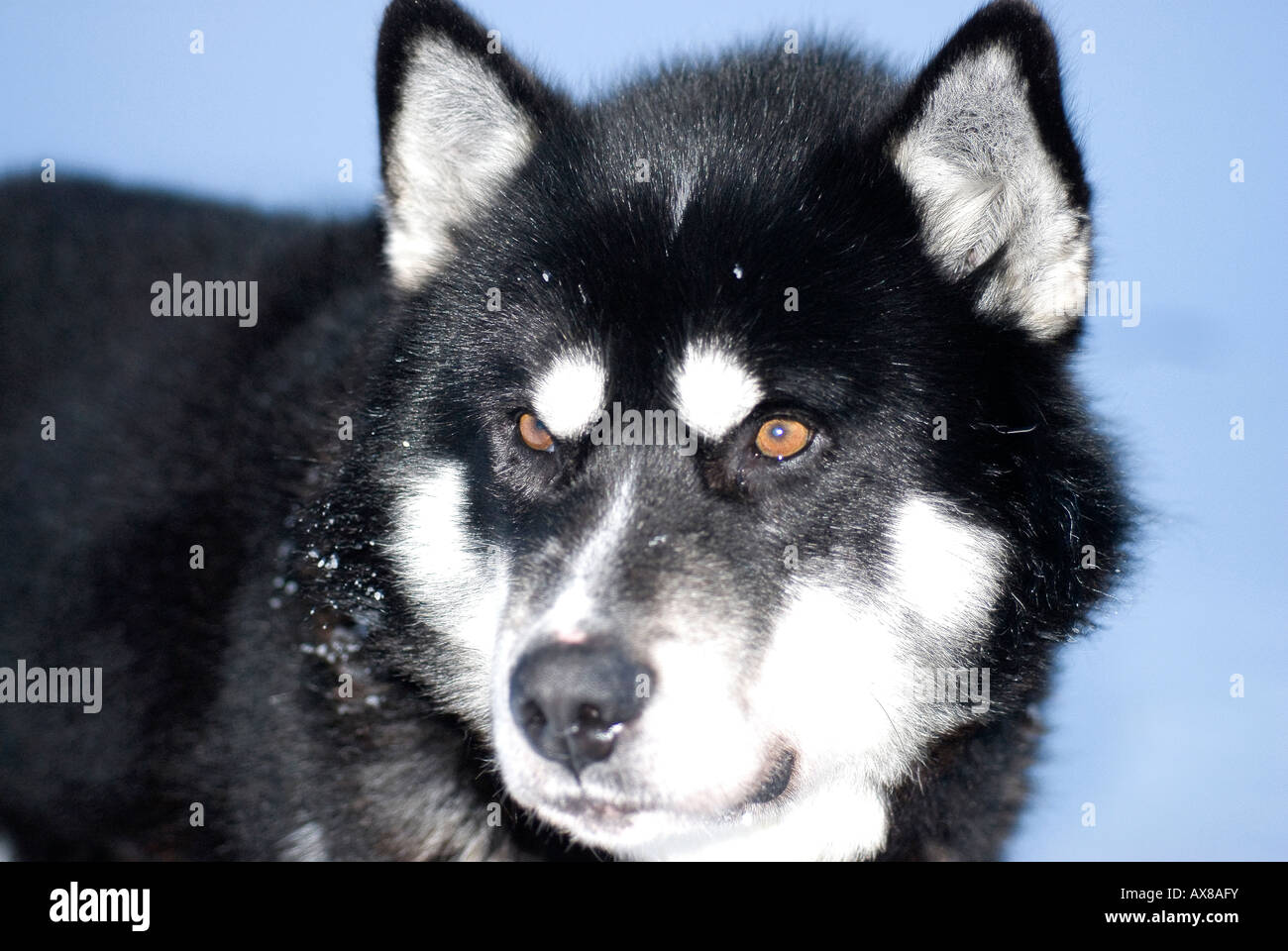 Groenlandese Suaq Sled Dog il suo nome significa big one in Inuktituk danese Forze Speciali cane Sirius Patrol a nord est della Groenlandia Foto Stock