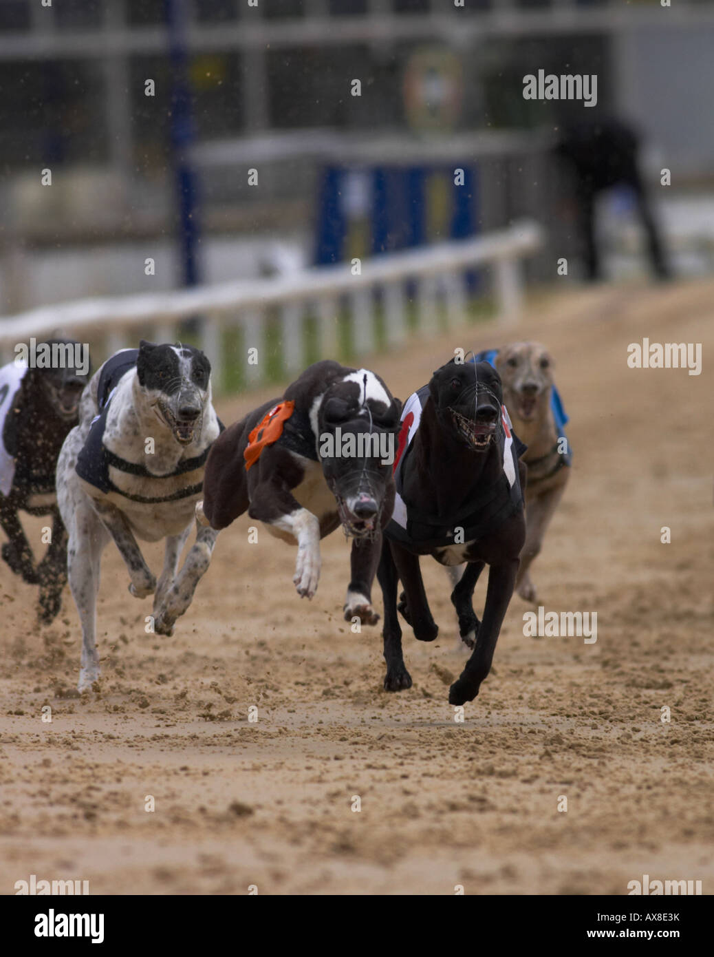 Il Greyhound Racing a Oxford Foto Stock