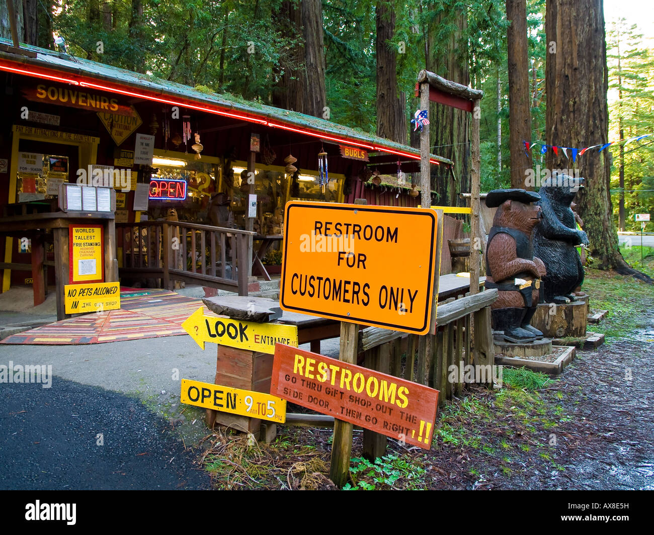 Store presso il viale dei Giganti Humboldt Redwoods State Park California USA Foto Stock