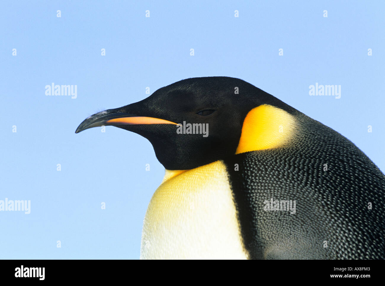 Pinguino imperatore Aptenodytes fosteri Mare di Weddell Antartide di novembre Foto Stock