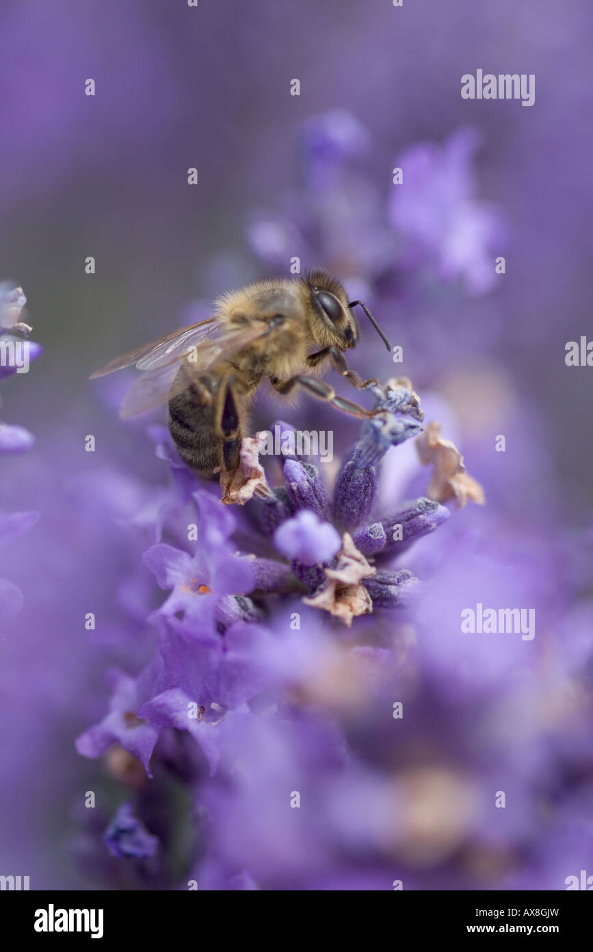 Il miele delle api per raccogliere il polline in fiore lavanda Foto Stock