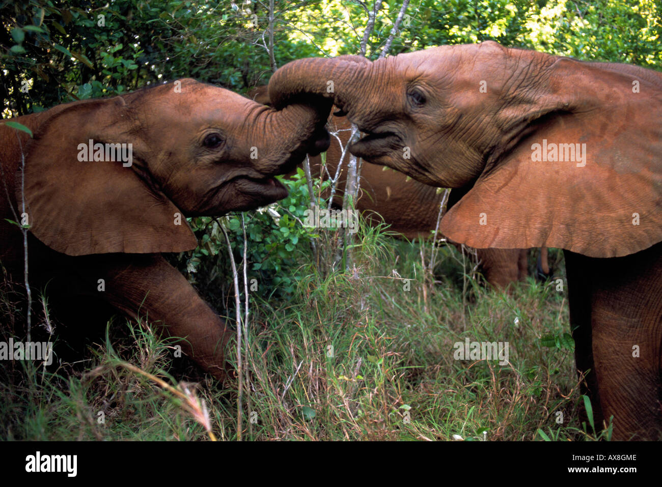 Junge afrikanische Elefanten Foto Stock